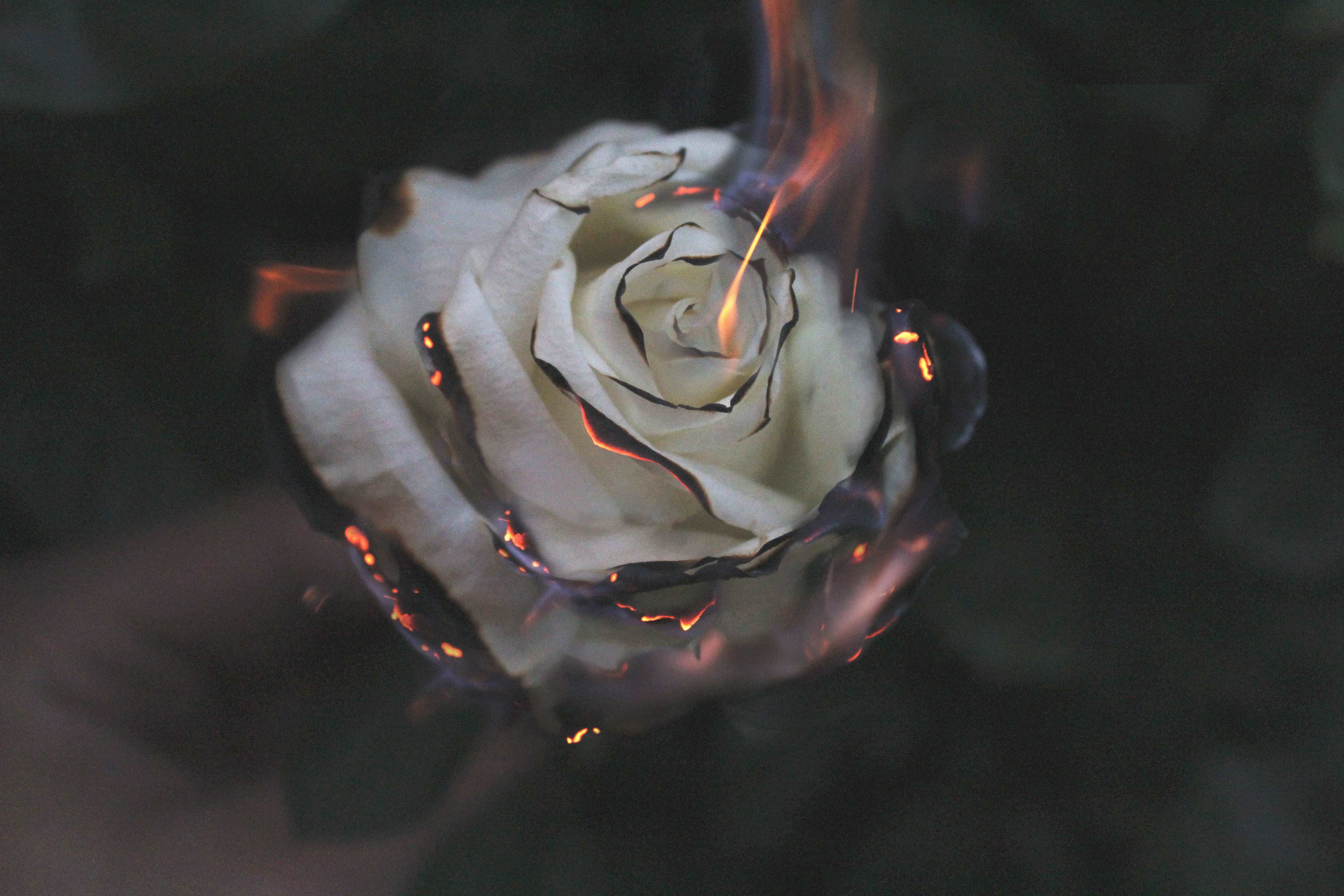 Image of a burning rose