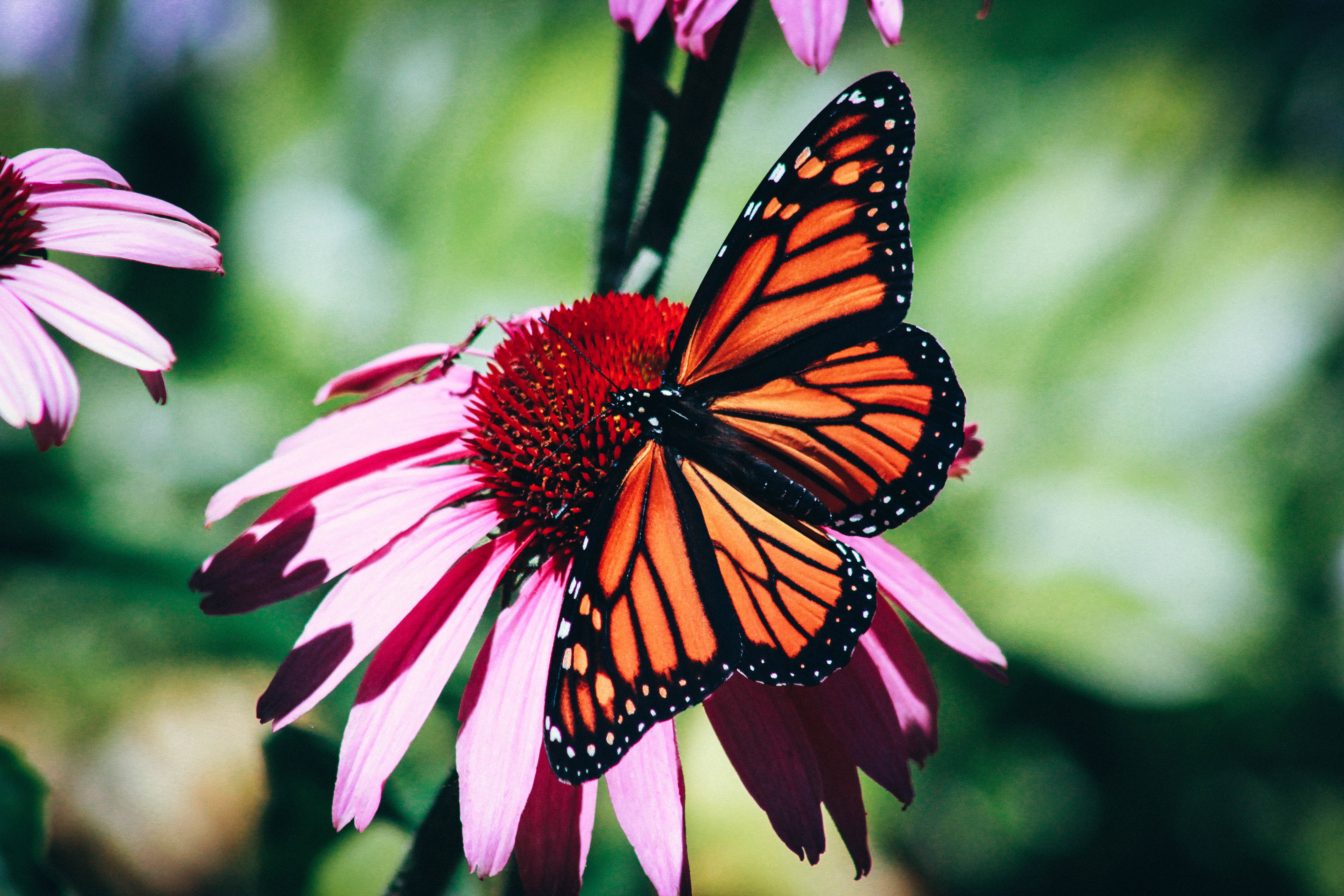 Image of a butterfly